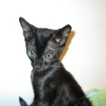 F-6SBT savannah, female, black on black, dob 3-13-16