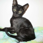 F-6SBT savannah, female, black on black, dob 3-13-16