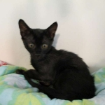 F-6SBT savannah, female, black on black, dob 3-13-16