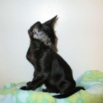 F-6SBT savannah, female, black on black, dob 3-13-16