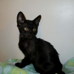 F-6SBT savannah, female, black on black, dob 3-13-16