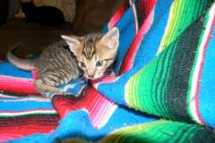 Ra's al Ghul Savannah F-6SBT Brown (Black) spotted Male DOB 3-13-16