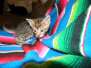 Ra's al Ghul Savannah F-6SBT Brown (Black) spotted Male DOB 3-13-16
