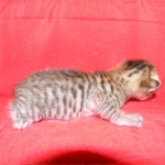 F-6SBT Male Savannah Brown (black) spotted, DOB 3-13-16