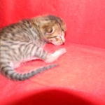 F-6SBT Male Savannah Brown (black) spotted, DOB 3-13-16