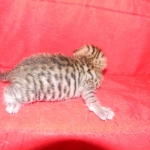 F-6SBT Male Savannah Brown (black) spotted, DOB 3-13-16