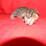 F-6SBT Male Savannah Brown (black) spotted, DOB 3-13-16