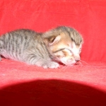 F-6SBT Male Savannah Brown (black) spotted, DOB 3-13-16