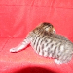 F-6SBT Male Savannah Brown (black) spotted, DOB 3-13-16