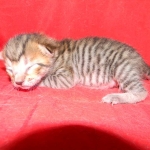 F-6SBT Male Savannah Brown (black) spotted, DOB 3-13-16