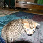 F-6SBT Male Savannah Brown (black) spotted, DOB 3-13-16