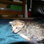 F-6SBT Male Savannah Brown (black) spotted, DOB 3-13-16