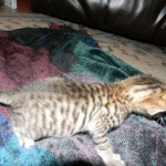 F-6SBT Male Savannah Brown (black) spotted, DOB 3-13-16