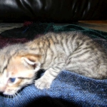 F-6SBT Male Savannah Brown (black) spotted, DOB 3-13-16