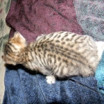 F-6SBT Male Savannah Brown (black) spotted, DOB 3-13-16