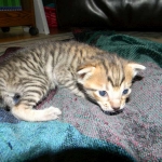 F-6SBT Male Savannah Brown (black) spotted, DOB 3-13-16