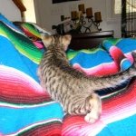 F-6SBT Male Savannah Brown (black) spotted, DOB 3-13-16