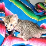 F-6SBT Male Savannah Brown (black) spotted, DOB 3-13-16