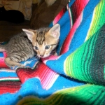 F-6SBT Male Savannah Brown (black) spotted, DOB 3-13-16