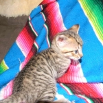 F-6SBT Male Savannah Brown (black) spotted, DOB 3-13-16