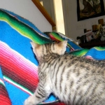 F-6SBT Male Savannah Brown (black) spotted, DOB 3-13-16