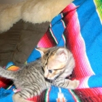 F-6SBT Male Savannah Brown (black) spotted, DOB 3-13-16