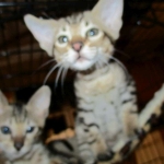 F-6SBT Male Savannah Brown (black) spotted, DOB 3-13-16