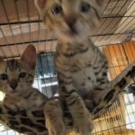 F-6SBT Male Savannah Brown (black) spotted, DOB 3-13-16