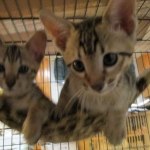 F-6SBT Male Savannah Brown (black) spotted, DOB 3-13-16