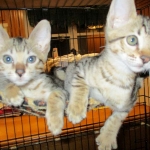 F-6SBT Male Savannah Brown (black) spotted, DOB 3-13-16