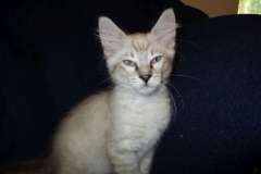 Zeus Savannah Snow Male F-7B DOB 6-5-16