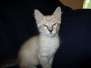 Zeus Savannah Snow Male F-7B DOB 6-5-16