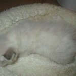 Savannah, Snow, F-7B, Male, DOB 6-5-16