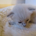 Savannah, Snow, F-7B, Male, DOB 6-5-16