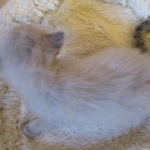 Savannah, Snow, F-7B, Male, DOB 6-5-16