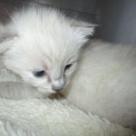 Savannah, Snow, F-7B, Male, DOB 6-5-16