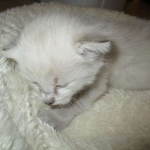 Savannah, Snow, F-7B, Male, DOB 6-5-16