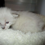 Savannah, Snow, F-7B, Male, DOB 6-5-16