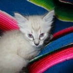 Zeus Savannah, Snow, F-7B, Male, DOB 6-5-16