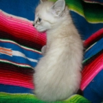 Zeus Savannah, Snow, F-7B, Male, DOB 6-5-16