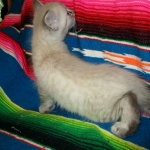 Zeus Savannah, Snow, F-7B, Male, DOB 6-5-16