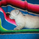 Zeus Savannah, Snow, F-7B, Male, DOB 6-5-16