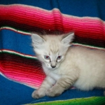 Zeus Savannah, Snow, F-7B, Male, DOB 6-5-16