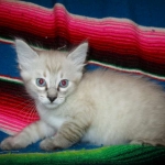 Zeus Savannah, Snow, F-7B, Male, DOB 6-5-16