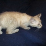 Zeus Savannah, Snow, F-7B, Male, DOB 6-5-16