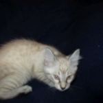 Zeus Savannah, Snow, F-7B, Male, DOB 6-5-16