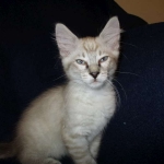 Zeus Savannah, Snow, F-7B, Male, DOB 6-5-16