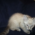 Zeus Savannah, Snow, F-7B, Male, DOB 6-5-16