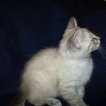 Zeus Savannah, Snow, F-7B, Male, DOB 6-5-16