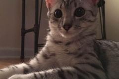 Wadi Egyptian Mau silver Male dob 3-13-16